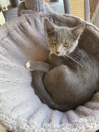 Süße BKH-Siam Mix Kitten suchen neues Zuhause