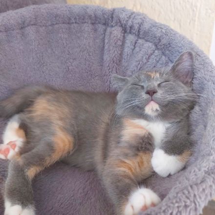 Süße BKH-Siam Mix Kitten suchen neues Zuhause
