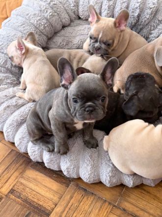 super süsse Französische Bulldogge Welpen