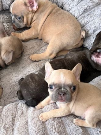 super süsse Französische Bulldogge Welpen