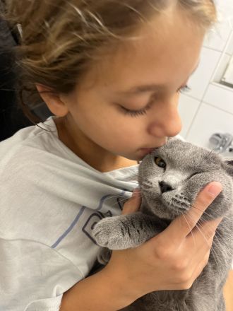 Super verschmuste Bkh Katze blau 2 Jahre gedeckt von Bkh aus privaten Gründen abzugeben