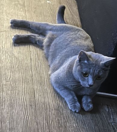 Super verschmuste Bkh Katze blau 2 Jahre gedeckt von Bkh aus privaten Gründen abzugeben