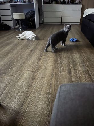 Super verschmuste Bkh Katze blau 2 Jahre gedeckt von Bkh aus privaten Gründen abzugeben