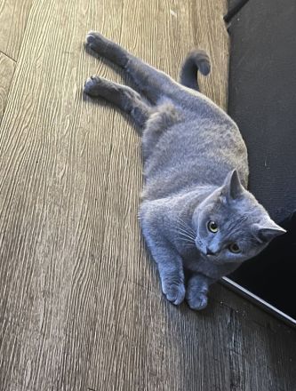 Super verschmuste Bkh Katze blau 2 Jahre gedeckt von Bkh aus privaten Gründen abzugeben