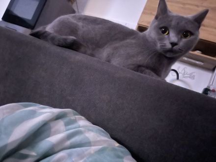 Super verschmuste Bkh Katze blau 2 Jahre gedeckt von Bkh aus privaten Gründen abzugeben