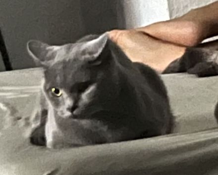 Super verschmuste Bkh Katze blau 2 Jahre gedeckt von Bkh aus privaten Gründen abzugeben