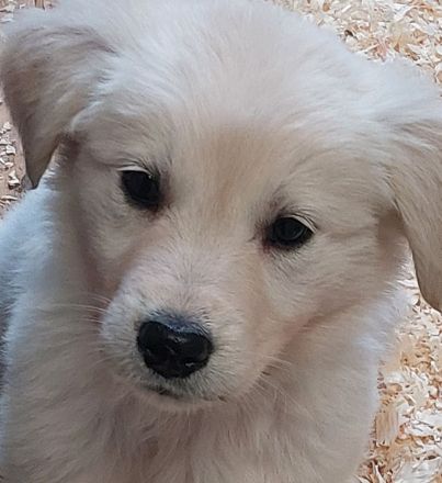 Golden Retriever X Berger Blanc Suiss
