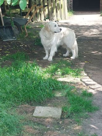 Golden Retriever X Berger Blanc Suiss
