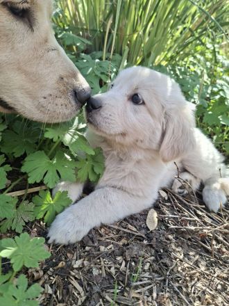 Golden Retriever X weißer schweizer Schäferhund