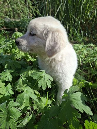 Golden Retriever X weißer schweizer Schäferhund