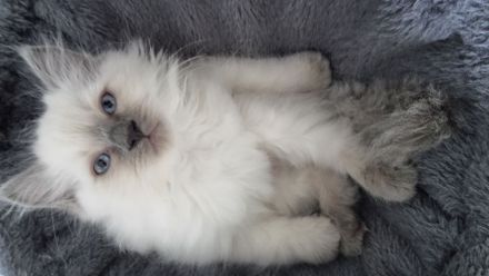 Wunderschöne Ragdoll-Kitten