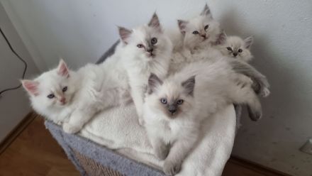 Wunderschöne Ragdoll-Kitten