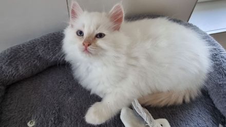 Wunderschöne Ragdoll-Kitten