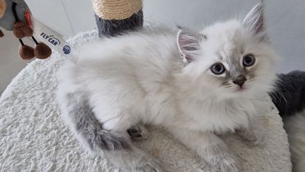 Wunderschöne Ragdoll-Kitten