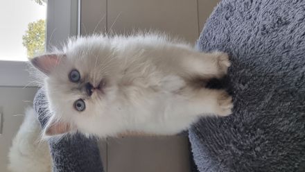 Wunderschöne Ragdoll-Kitten