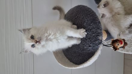 Wunderschöne Ragdoll-Kitten