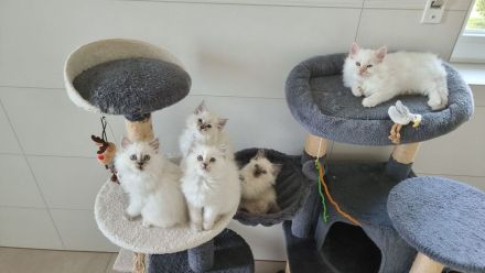 Wunderschöne Ragdoll-Kitten