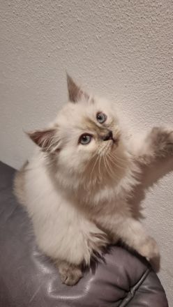 Wunderschöne Ragdoll-Kitten