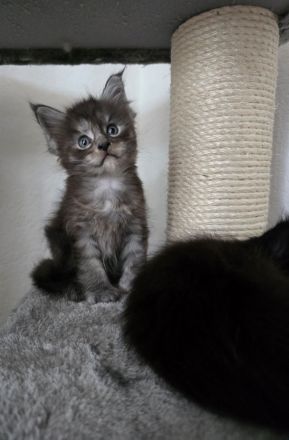 BEZAUBERNDE XXL MAINE COON KITTEN MIT STAMMBAUM