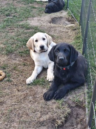 2 hübsche liebe schwarze Labrador/ Labradoodle Welpen suchen noch ihre Familien