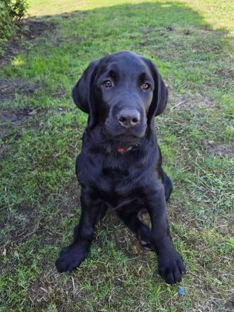2 hübsche liebe schwarze Labrador/ Labradoodle Welpen suchen noch ihre Familien