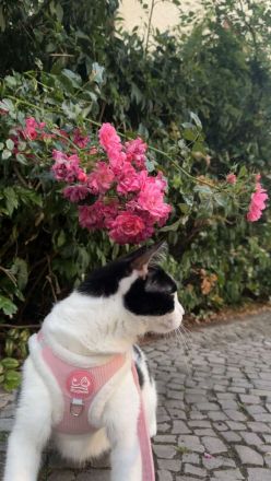 Pfotenpartner auf Lebenszeit gesucht