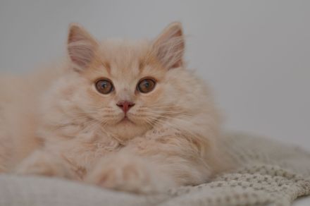 Wunderschöne Britisch Kurzhaar und Langhaar Kitten mit Stammbaum