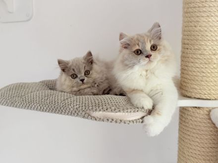 Wunderschöne Britisch Kurzhaar und Langhaar Kitten mit Stammbaum