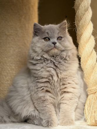 Wunderschöne Britisch Kurzhaar und Langhaar Kitten mit Stammbaum