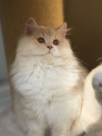 Wunderschöne Britisch Kurzhaar und Langhaar Kitten mit Stammbaum