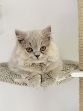 Wunderschöne Britisch Kurzhaar und Langhaar Kitten mit Stammbaum