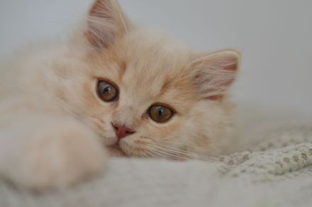 Wunderschöne Britisch Kurzhaar und Langhaar Kitten mit Stammbaum