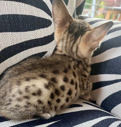 SBT Savannahkitten (F6)