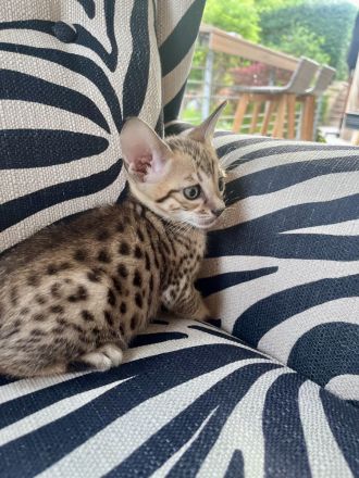 SBT Savannahkitten (F6)