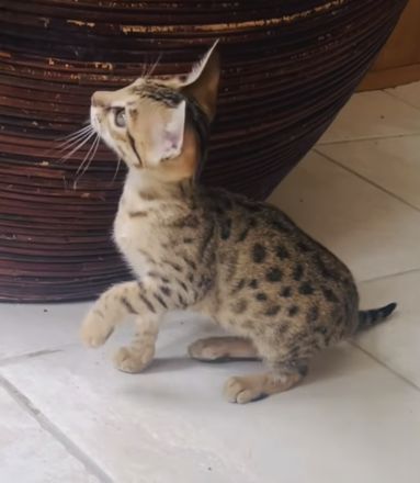 SBT Savannahkitten (F6)