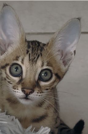 SBT Savannahkitten (F6)