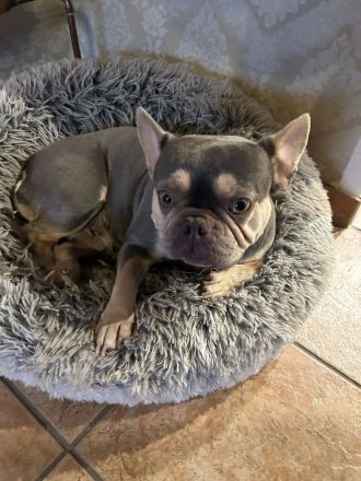 Französische Bulldogge
