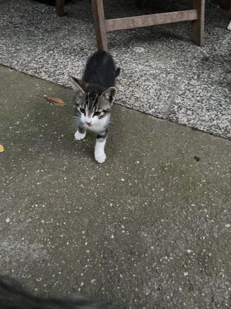 Drei Katzenkinder abzugeben