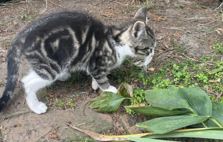 Drei Katzenkinder abzugeben