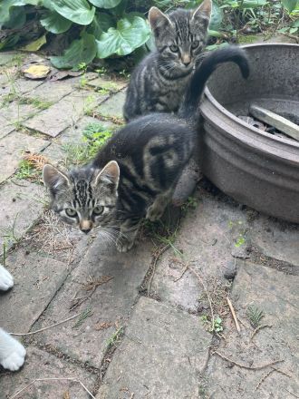 Drei Katzenkinder abzugeben