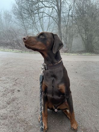 Dobermann Dino sucht sein für-immer Zuhause