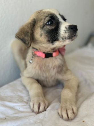 Amira, geb. ca. 03/2026, lebt in GRIECHENLAND, im städt. Tierheim Serres