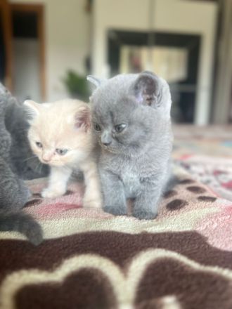 BKH weiblich kitten