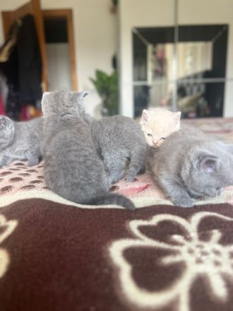 BKH weiblich kitten