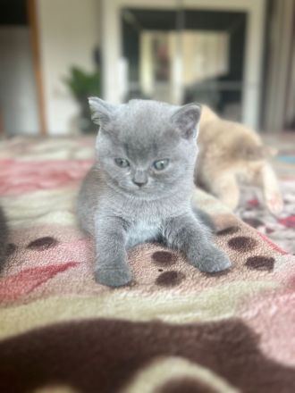 BKH weiblich kitten