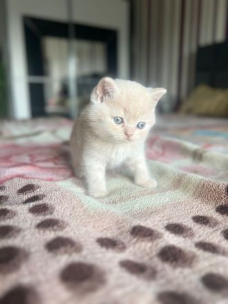 BKH weiblich kitten
