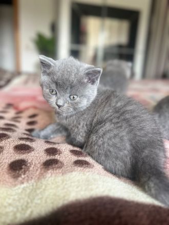 BKH weiblich kitten