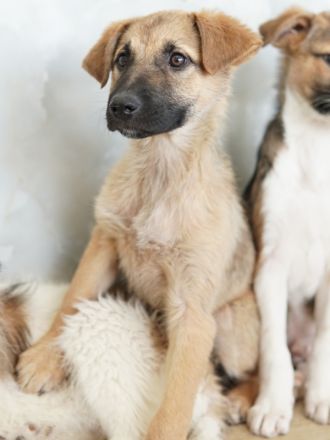 Anja, geb. ca. 12/2025, lebt in GRIECHENLAND, auf einer privaten Pflegestelle