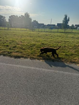 Lagotto Romagnolo Rüde Bobby – familienfreundlich, sozialisiert, mit EU-Heimtierausweis