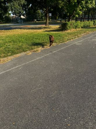 Lagotto Romagnolo Rüde Bobby – familienfreundlich, sozialisiert, mit EU-Heimtierausweis